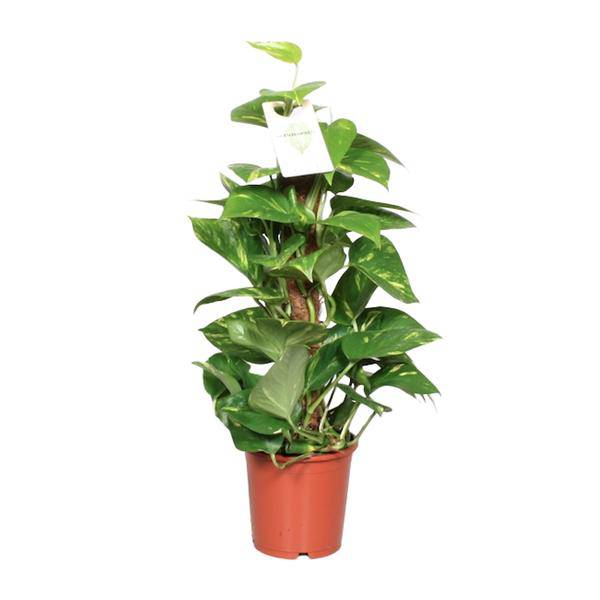Efeutute Epipremnum Scindapsus Pinnatum – Goldene Efeutute am Moosstock – Zimmerpflanze Ø15cm ↕60cm – Herzförmige Blätter-0