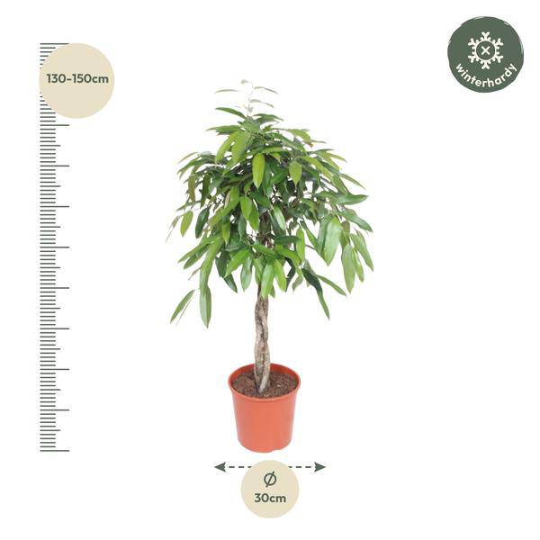Ficus Amstel King – Schmalblättriger Gummibaum – 140cm hoch – Ø30cm – Zimmerpflanze mit geflochtenem Stamm – Pflegeleicht & luftreinigend-1
