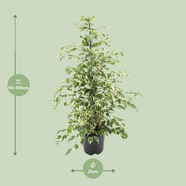 Bikrenfeige Ficus benjamina 'Twilight' – Zimmerpflanze – ca. 95cm Höhe – Eleganter, grüner Blickfang für helle Innenräume-1