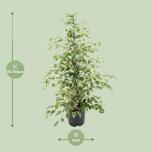 Bikrenfeige Ficus benjamina 'Twilight' – Zimmerpflanze – ca. 95cm Höhe – Eleganter, grüner Blickfang für helle Innenräume-1