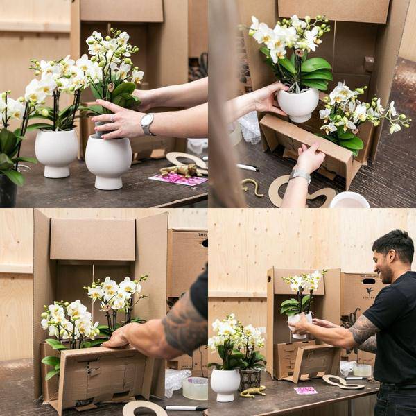 Rosa Phalaenopsis Orchidee – Niagara Fall – Ø12cm Höhe55-60cm – Blühende Zimmerpflanze mit großen rosa Blüten – Elegante Orchidee als Geschenk & Deko-4