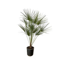 Chamaerops Humilis – Zwergpalme – Zimmerpflanze oder Outdoor Palme – Ø28cm – Höhe ca. 160cm – immergrüne Fächerpalme für Innen – und Außenbereich-0