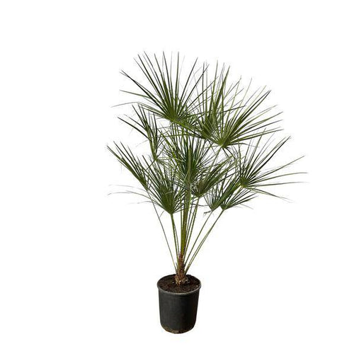 Chamaerops Humilis – Zwergpalme – Zimmerpflanze oder Outdoor Palme – Ø28cm – Höhe ca. 160cm – immergrüne Fächerpalme für Innen – und Außenbereich-0