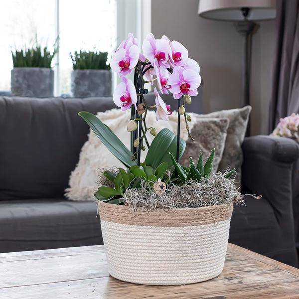 Rosa Phalaenopsis Orchidee – Niagara Fall – Ø12cm Höhe55-60cm – Blühende Zimmerpflanze mit großen rosa Blüten – Elegante Orchidee als Geschenk & Deko-2