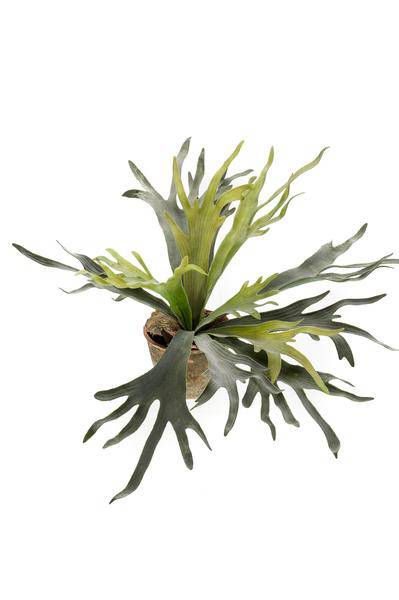 Kunstpflanze Hirschhorn Farn – Geweihfarn – 50cm – künstliche Zimmerpflanze mit realistischen Blättern – Deko-Pflanze für Zimmer & Büro – pflegefrei-0