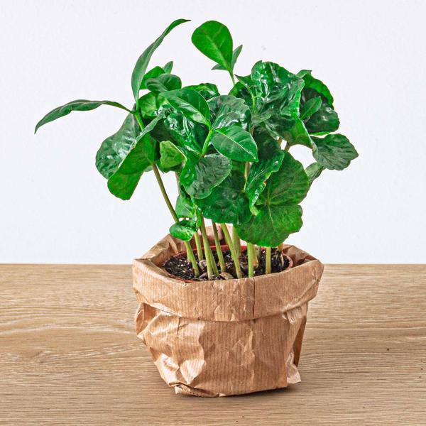 Flaschengarten – Set Dschungel 5 – DIY Pflanzenterrarium mit Coffea, Farn, Palme & Fittonia – Nachfüllpack & Starter – Kit-3