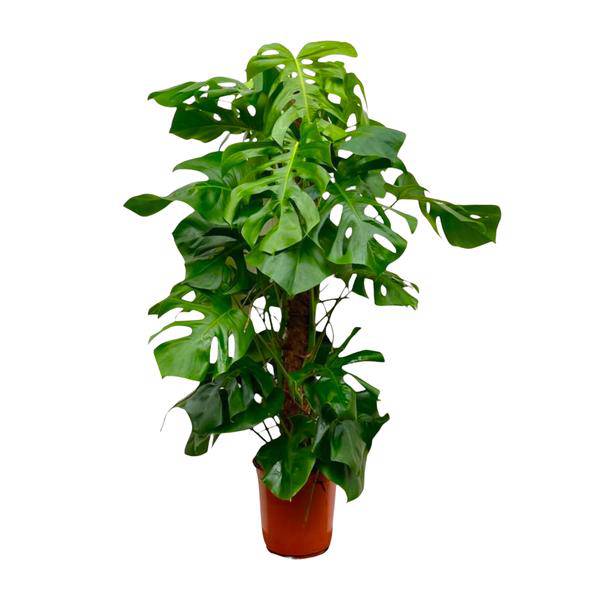 Monstera Deliciosa – Köstliches Fensterblatt – Zimmerpflanze 140cm – Ø24cm – Tropische XXL – Pflanze mit großen grünen Blättern – Pflegeleicht-0