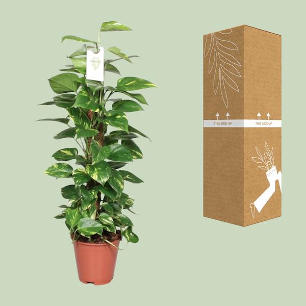Efeutute Epipremnum Scindapsus Pinnatum – Goldene Efeutute am Moosstock – Ø19cm – ↕80cm – Luftreinigende Zimmerpflanze mit herzförmigen Blättern-2