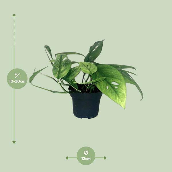 Efeutute Epipremnum Cebu Blue – Ø12cm – ↕20cm – Seltene Zimmerpflanze mit blaugrünem Blattwerk – Pflegeleichte & luftreinigende Rankpflanze für Wohnzimmer & Büro-1