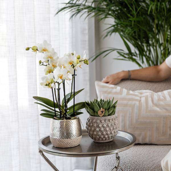 Phalaenopsis Orchidee Amabilis Weiß – inkl. Elite Keramiktopf Silber – Zimmerpflanze ca. 35cm – Edle Orchidee mit 2-3 Blütenstielen-1