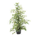 Bikrenfeige Ficus benjamina 'Twilight' – Zimmerpflanze – ca. 95cm Höhe – Eleganter, grüner Blickfang für helle Innenräume-0