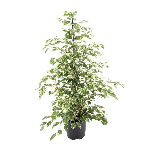 Bikrenfeige Ficus benjamina 'Twilight' – Zimmerpflanze – ca. 95cm Höhe – Eleganter, grüner Blickfang für helle Innenräume-0