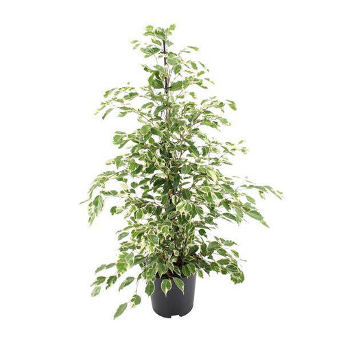 Bikrenfeige Ficus benjamina 'Twilight' – Zimmerpflanze – ca. 95cm Höhe – Eleganter, grüner Blickfang für helle Innenräume-0
