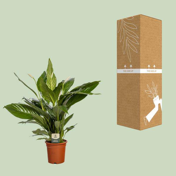Einblatt Spathiphyllum Bingo Cupido Zimmerpflanze Ø19cm ↕80cm – pflegeleichte Grünpflanze für Wohnzimmer, Büro & helle Standorte kaufen-2