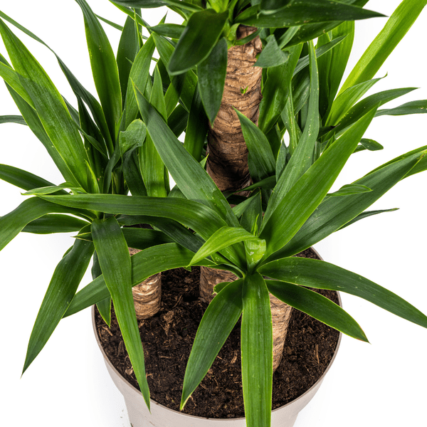 Yucca Elephantipes Zimmerpflanze Ø30cm ↕100cm – pflegeleichte Grünpflanze für Wohnzimmer, Büro & helle Standorte kaufen