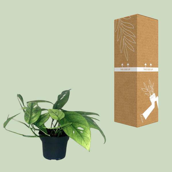 Efeutute Epipremnum Cebu Blue – Ø12cm – ↕20cm – Seltene Zimmerpflanze mit blaugrünem Blattwerk – Pflegeleichte & luftreinigende Rankpflanze für Wohnzimmer & Büro-2