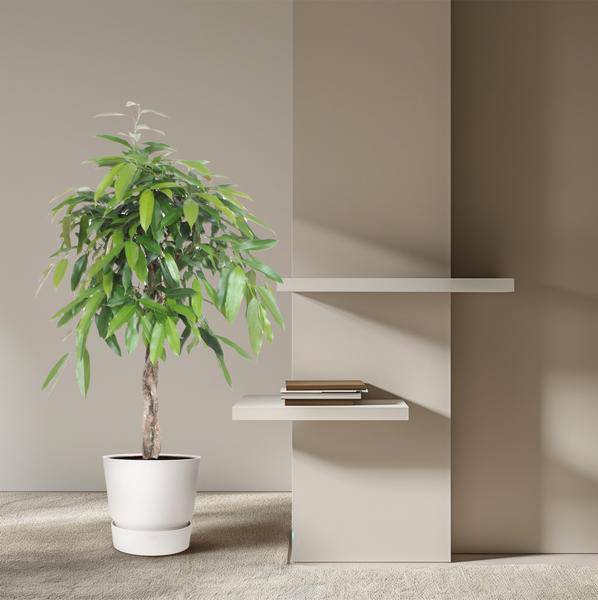 Ficus Amstel King – Schmalblättriger Gummibaum – 140cm hoch – Ø30cm – Zimmerpflanze mit geflochtenem Stamm – Pflegeleicht & luftreinigend-3
