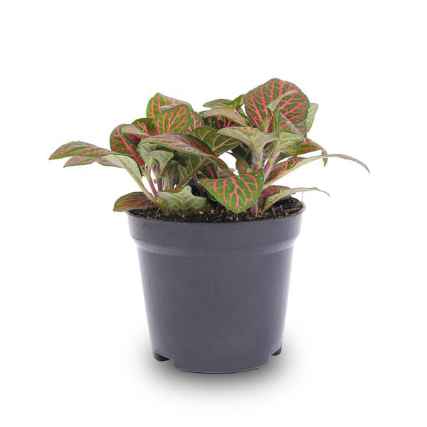 Fittonia Rot – Mosaikpflanze – Zimmerpflanze – Terrarienpflanze – Ø9cm – Tropische Pflanze mit roten & grünen Blättern-1