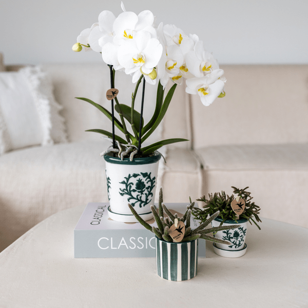 Orchidee Amabilis Weiß im Malaga – Topf Ø9cm + Sukkulente im Painted Stripe – Topf Grün Ø6cm – Elegantes 2er Pflanzenset-2