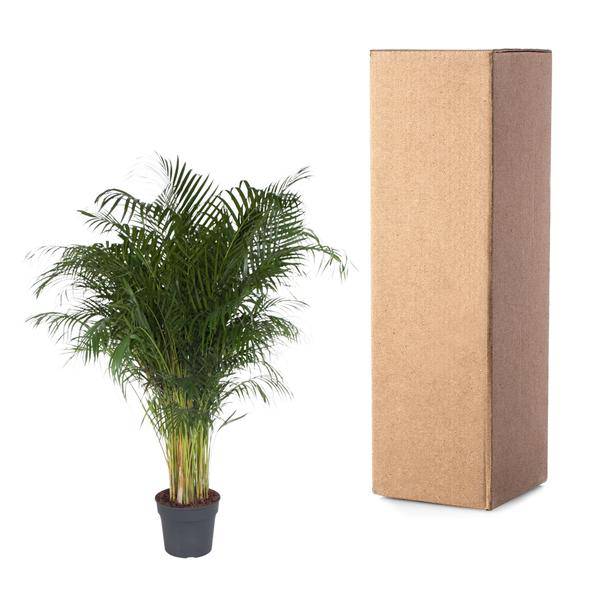 Goldfruchtpalme – Dypsis Lutescens – Areca – Palme – Zimmerpflanze – 200cm hoch Ø34cm – Tropisches Grün für Wohnzimmer & Büro-2