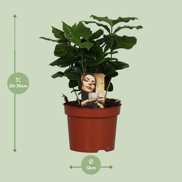 Kaffeepflanze – Coffea Arabica – Zimmerpflanze – Ø12cm ↕25cm – Aromatische Deko – Pflegeleicht – Halbschatten – Tropisch-1