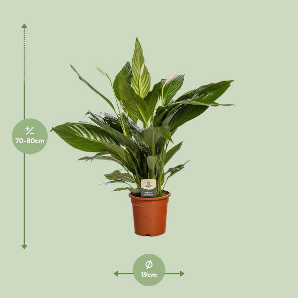 Einblatt Spathiphyllum Bingo Cupido Zimmerpflanze Ø19cm ↕80cm – pflegeleichte Grünpflanze für Wohnzimmer, Büro & helle Standorte kaufen-1