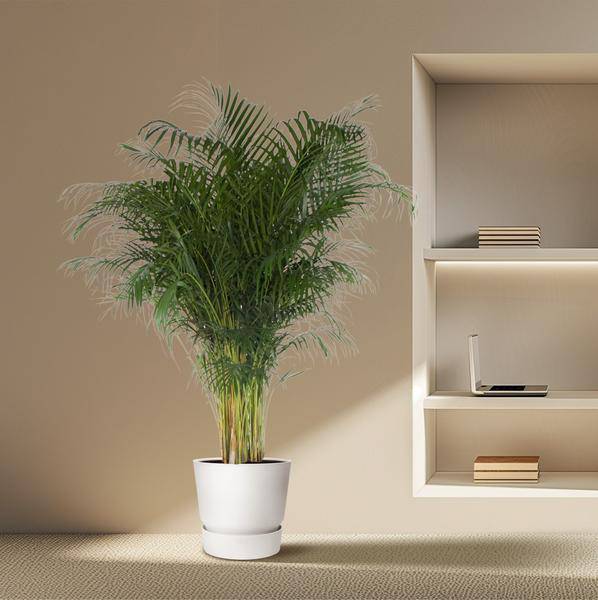 Goldfruchtpalme – Dypsis Lutescens – Areca – Palme – Zimmerpflanze – 200cm hoch Ø34cm – Tropisches Grün für Wohnzimmer & Büro-3