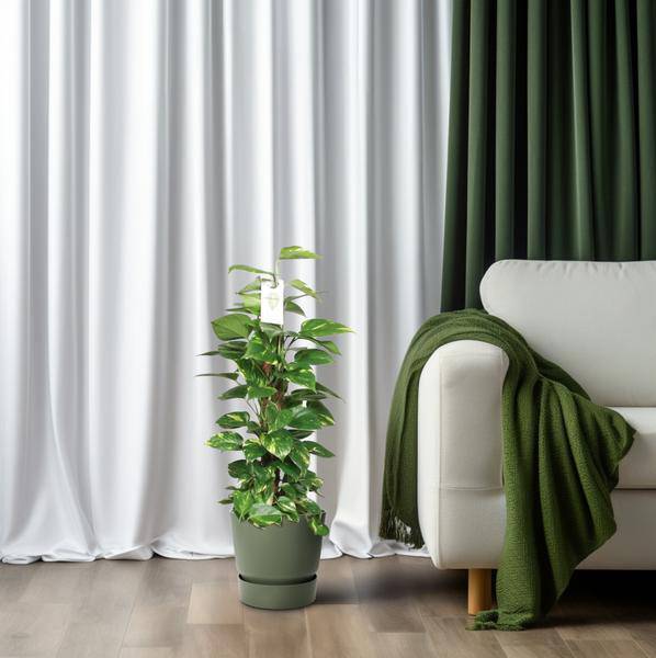 Efeutute Epipremnum Scindapsus Pinnatum – Goldene Efeutute am Moosstock – Ø19cm – ↕80cm – Luftreinigende Zimmerpflanze mit herzförmigen Blättern-3