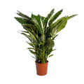Einblatt Spathiphyllum Sweet Sebastiano Blanco – Ø24cm – ↕110cm – Pflegeleichte Friedenslilie mit weißen Blüten
