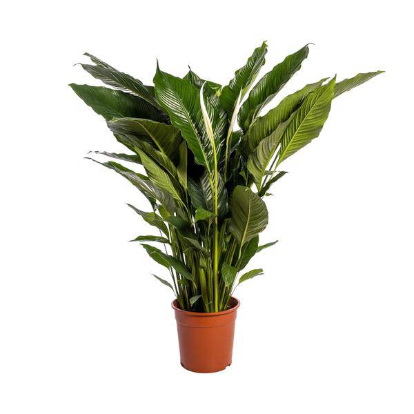 Einblatt Spathiphyllum Sweet Sebastiano Blanco – Ø24cm – ↕110cm – Pflegeleichte Friedenslilie mit weißen Blüten