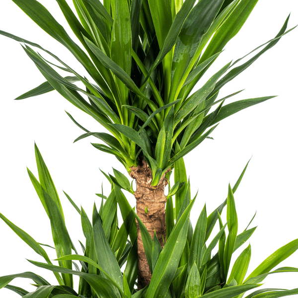 Yucca Elephantipes Zimmerpflanze Ø30cm ↕100cm – pflegeleichte Grünpflanze für Wohnzimmer, Büro & helle Standorte kaufen