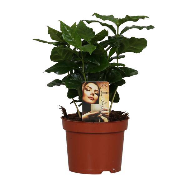 Kaffeepflanze – Coffea Arabica – Zimmerpflanze – Ø12cm ↕25cm – Aromatische Deko – Pflegeleicht – Halbschatten – Tropisch-0