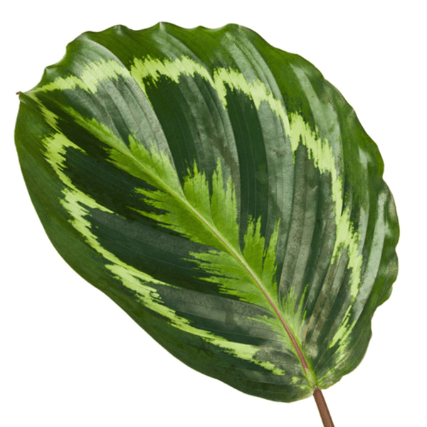 Calathea Medaillon – Korbmarante – Zimmerpflanze mit dekorativen Blättern – Ø19cm – Höhe ca. 80cm – Luftreinigende tropische Pflanze-1
